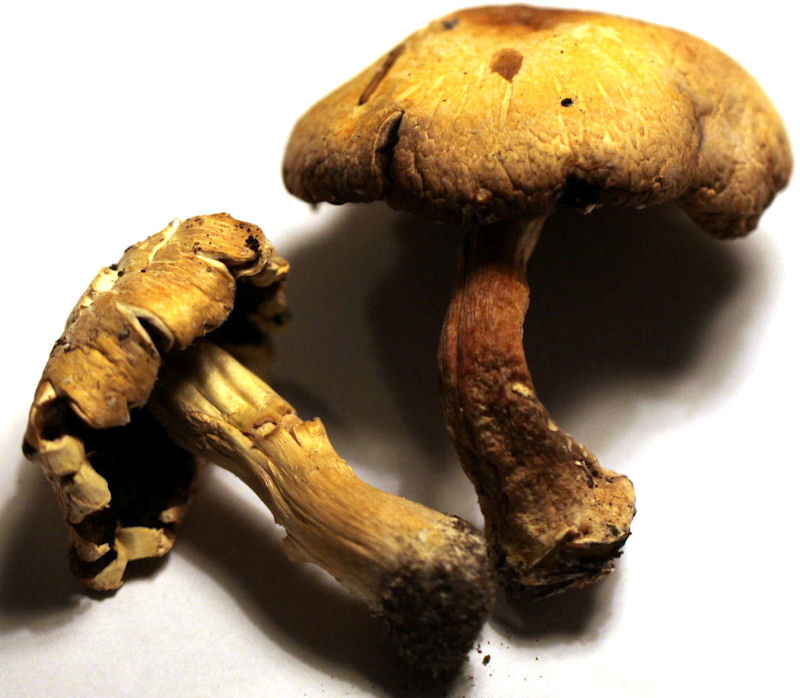 agaricus abruptibulba